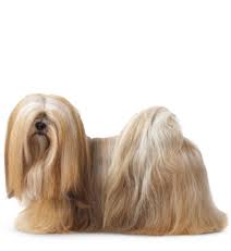 Royal Canin Mini Exigent для привередливых в питании собак малых пород Royal Canin Mini Exigent (Сухой корм для собак, привередливых в питании)